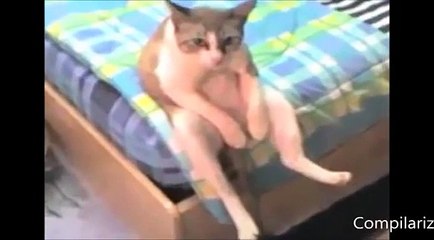 Прикольные животные, которые ведут себя как люди))