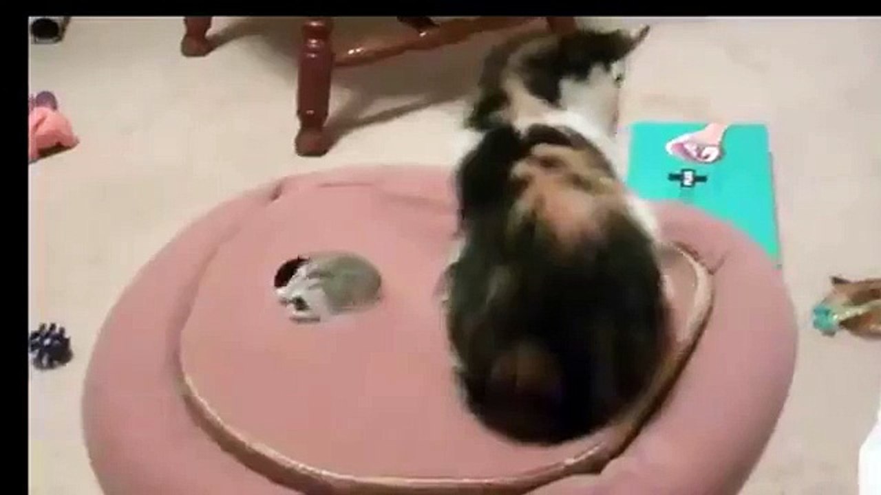Funny Cat Videos   cat videos, funny of cats, funny videos