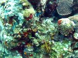 Incredibly Colorful Dive Site! Virgin Gorda Scuba Coral Head 