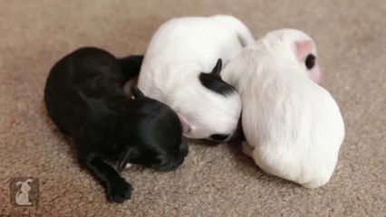 Teeny Tiny Havanese Puppies OMGAHHHH