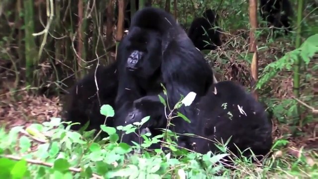 Gorilla giving birth like human ☆ Animals Life 2015 ~ Wildlife