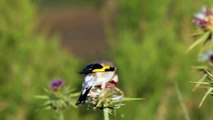 Putter - Carduelis - Goldfinch Distelvink