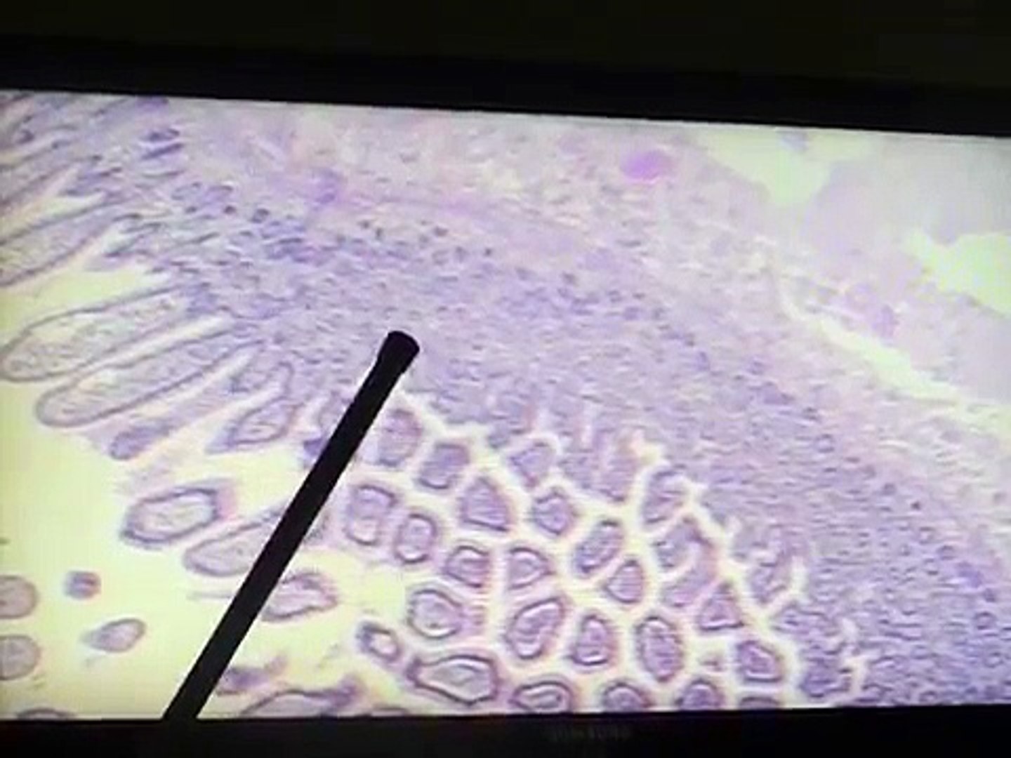 Histologia II - Intestino Delgado