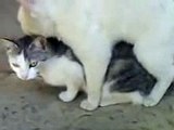 gatto playboy che fa l'amore(cats in love)