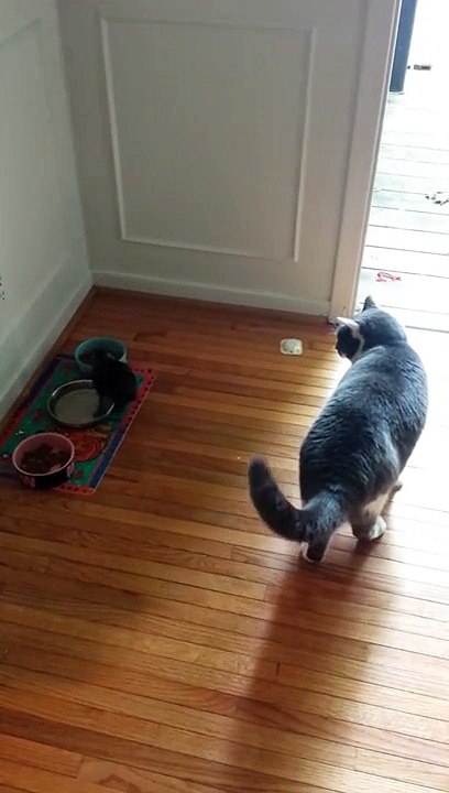 Sassy Duck fights Rambo the Cat