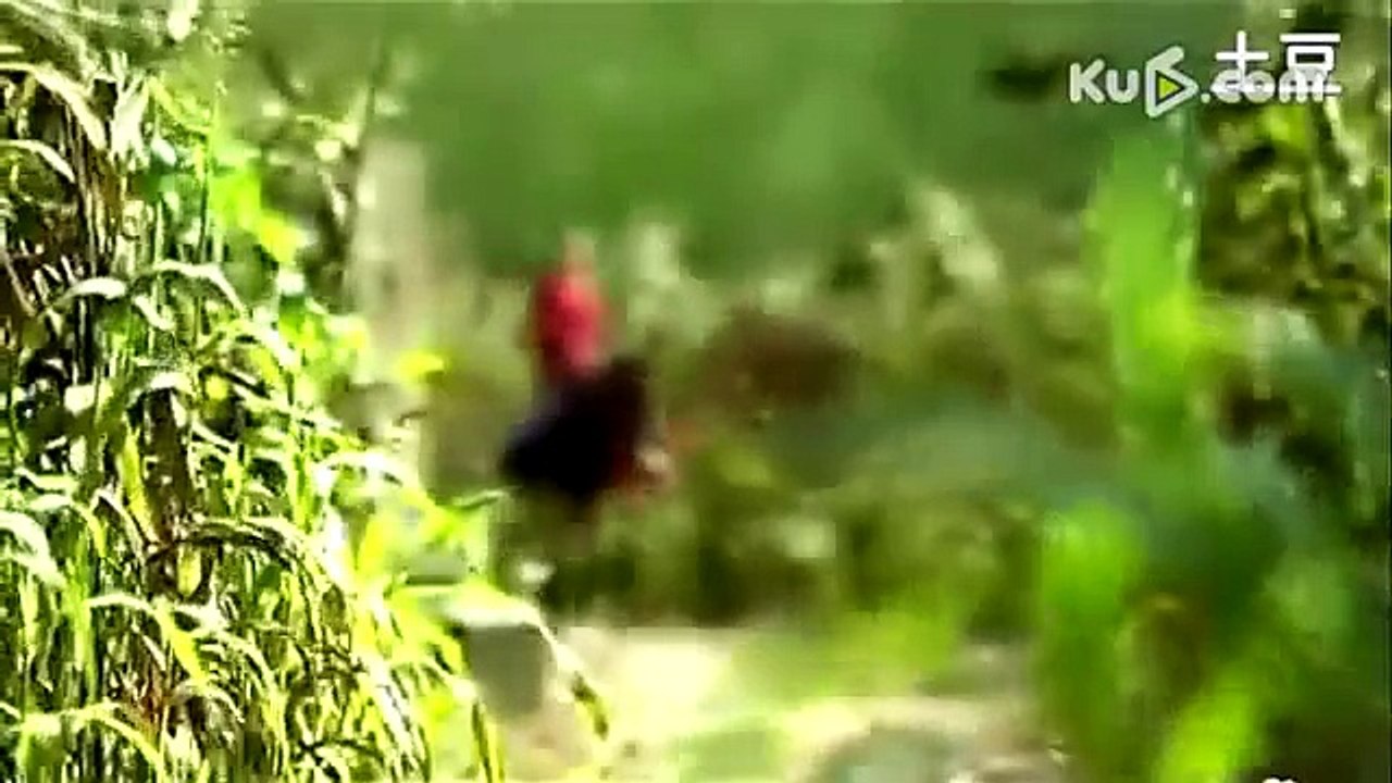 《红高粱》独家片花 周迅朱亚文野地偷欢高清版