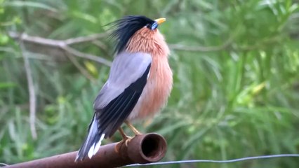 Brahminy Starling Calls & shows frustration to its partner who came late.