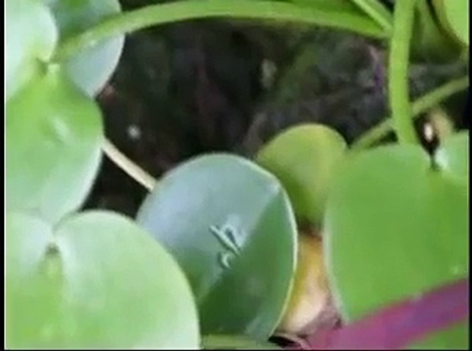 ヒーリング・マッサージ