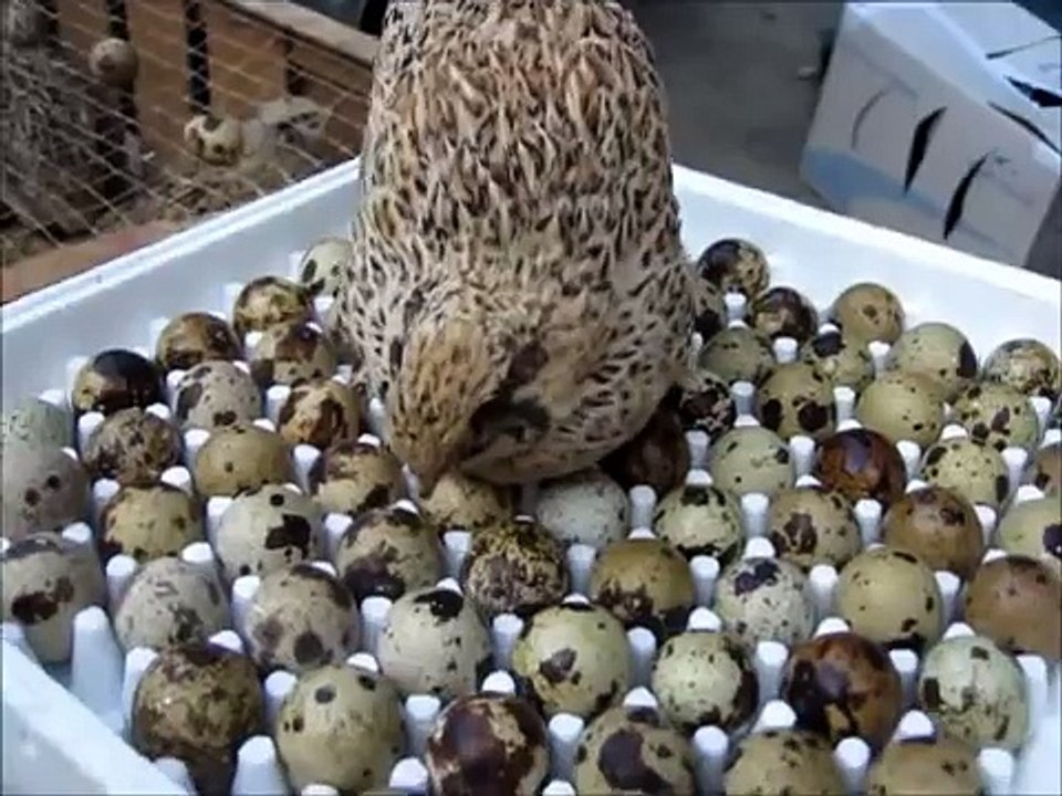 Wachtel- und Wachteleierverkauf auf einem Kleintiermarkt