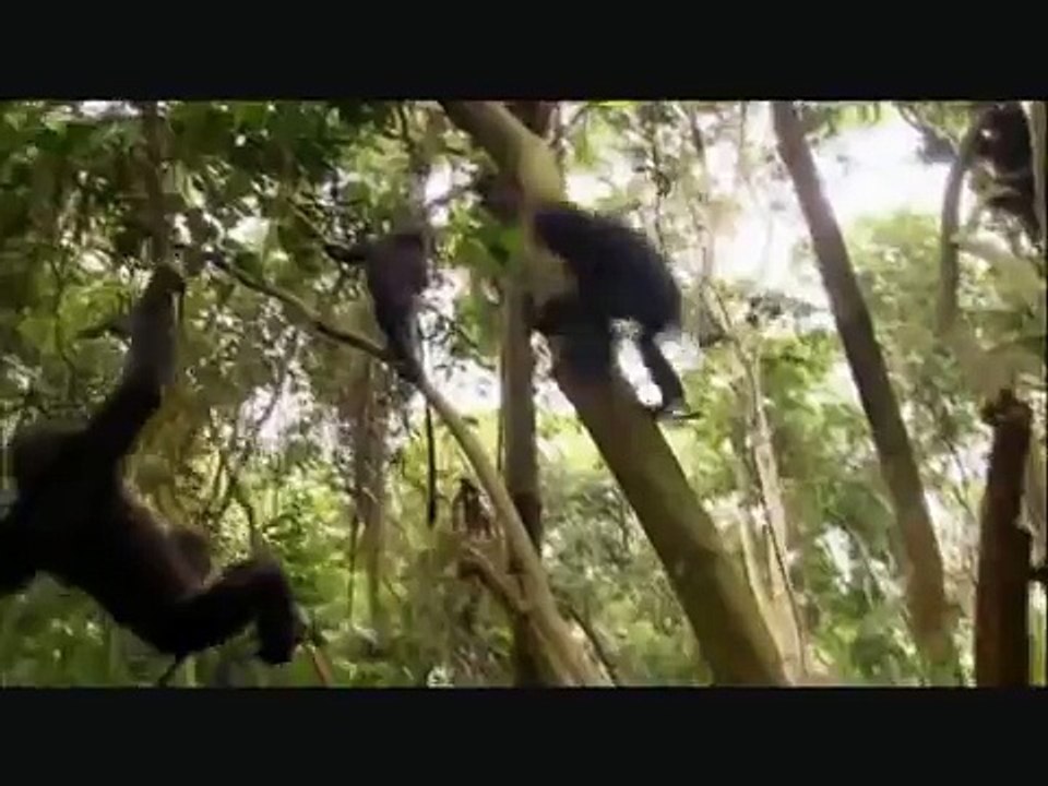 bonobo