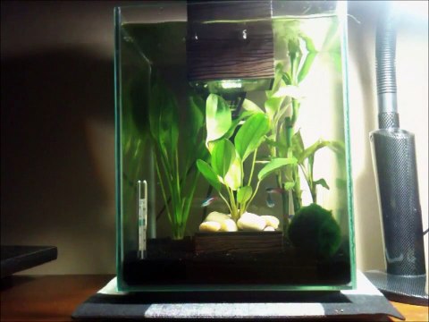 Fluval Chi 5 Gallon Aquarium - *Platinum Halfmoon Betta and Neon Tetra*