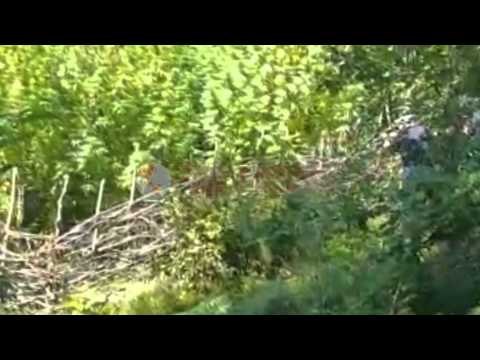 Vijon operacioni në Dukagjin, vetëm në mëngjes u asgjësuan 34 parcela me kanabis