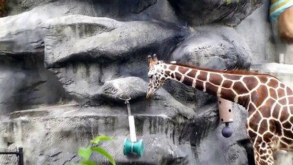 Giraffe Jabari Plays with toy at Detroit Zoo