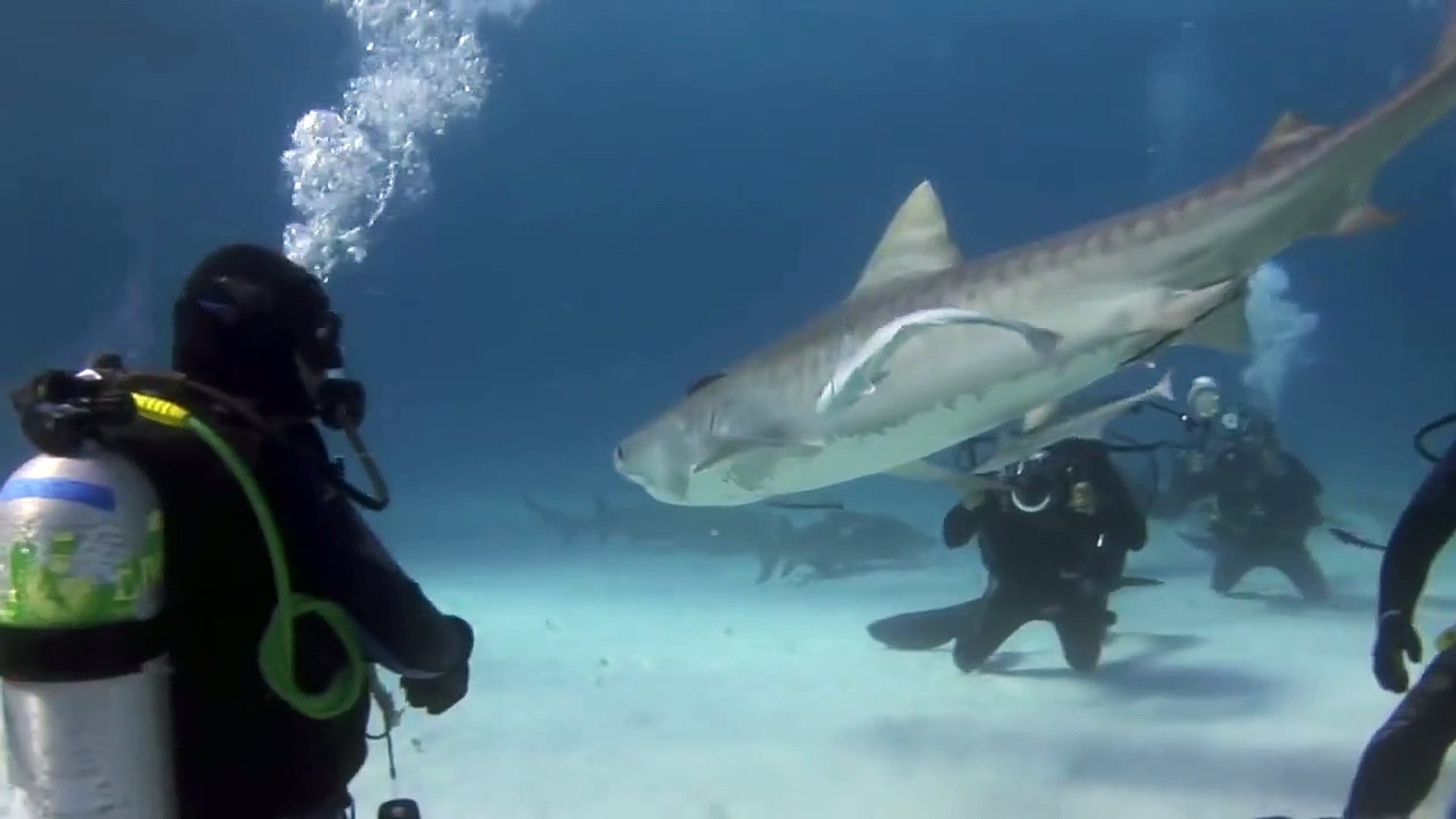 Tiger Shark  - To touch a Tiger shark