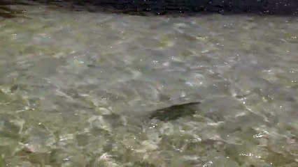 La-cabane-des-pA?cheurs-A?-l'ilet-La-Biche