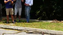Wild Snakes Battle at University
