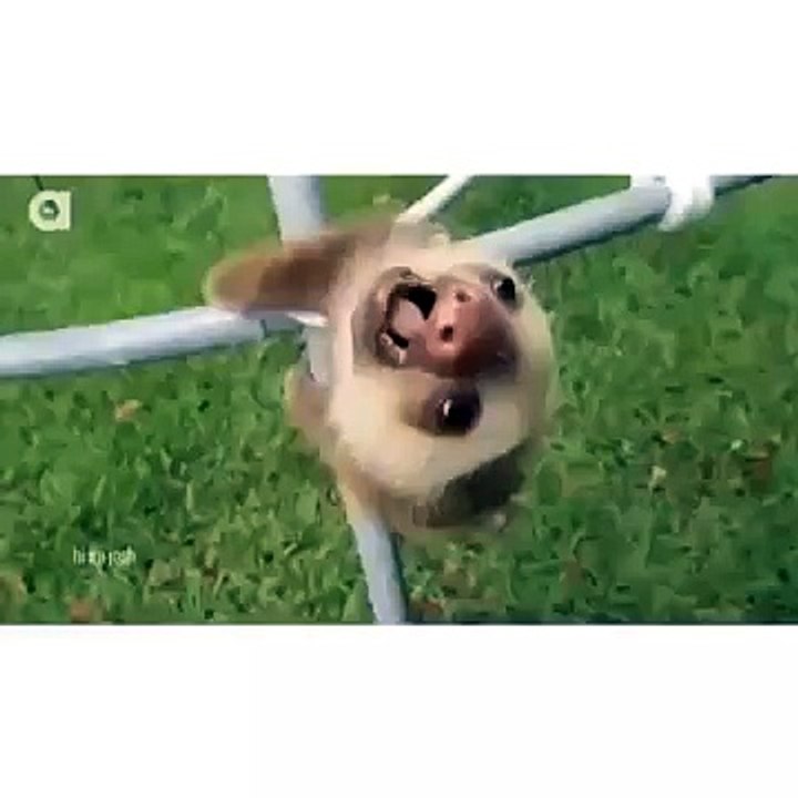 Mad world sloth parody!