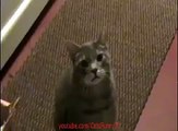 ОЧЕНЬ СМЕШНОЙ ГОВОРЯЩИЙ КОТ! ПРИКОЛ! Very funny talking cat! FUN!