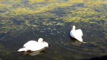 La danza dei cigni innamorati - Swan love dance -  Brussa Valle Vecchia Caorle - Portogruaro