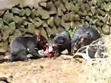 Tasmanian Devils