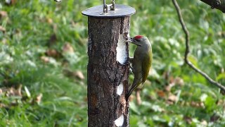 Žluna šedá Picus canus Grey-headed Woodpecker