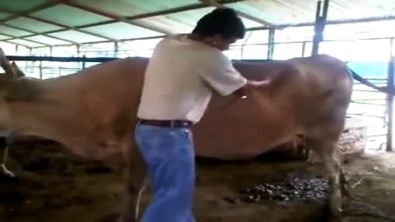 Desplazamiento del Abomaso (Palpacion)