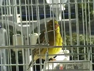 hybride serin cini x canari . Antonio Rolea