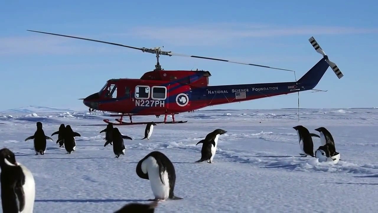 Adelie and Emperor Penguins