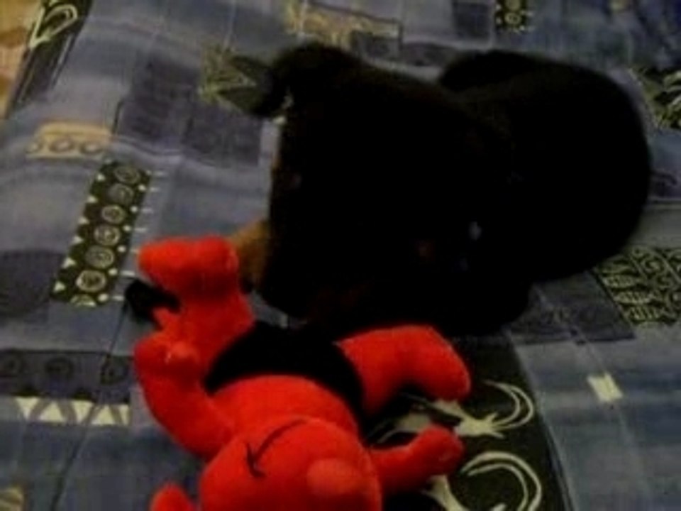 Louna vs diablotin