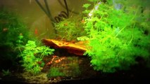 Crystal Red and Cherry Shrimp with Extensive Caring Tips