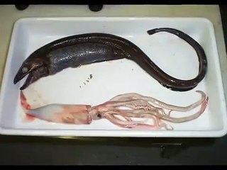 Strani pesci scoperti dopo lo Tsunami