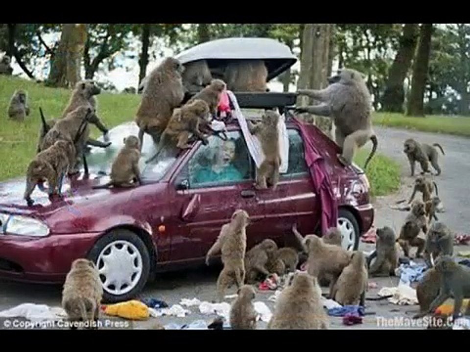 14 scary animal attacks