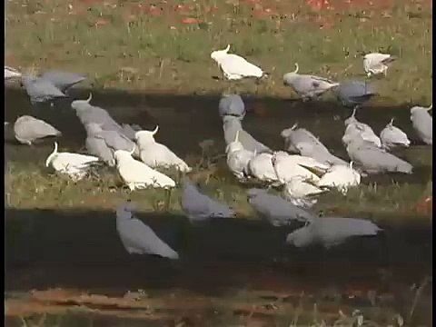 Sulphur-crested Cockatoos feeding in the Wild