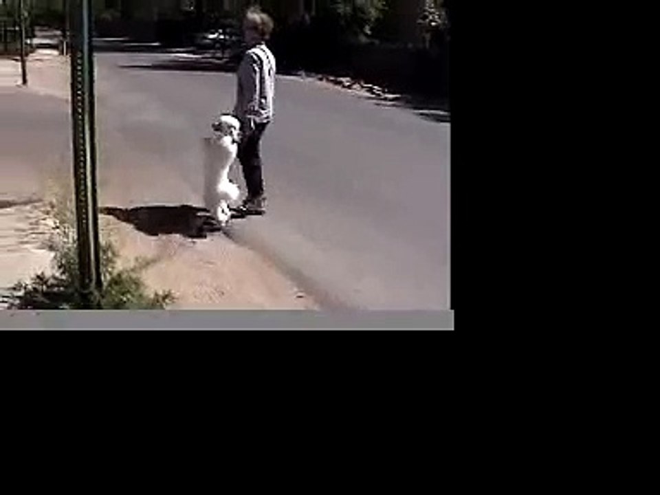 dog walks on hind legs