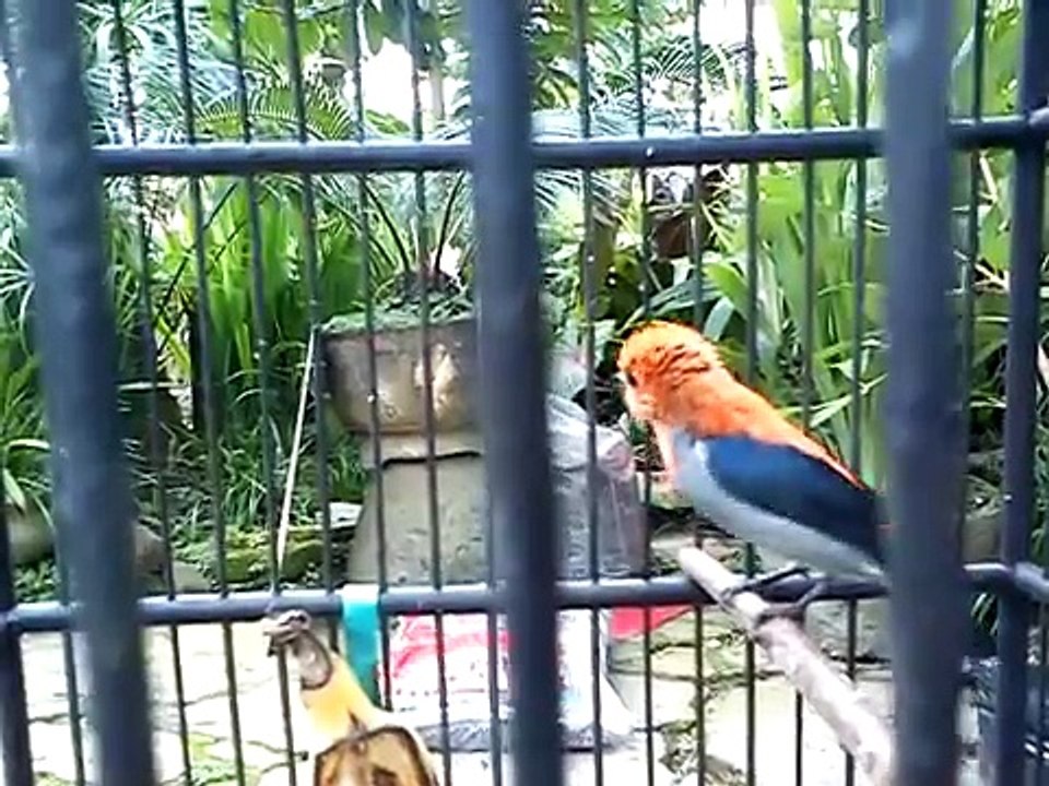 Burung kemade/cabe jawa_milik Rossi Yusuf_MLG