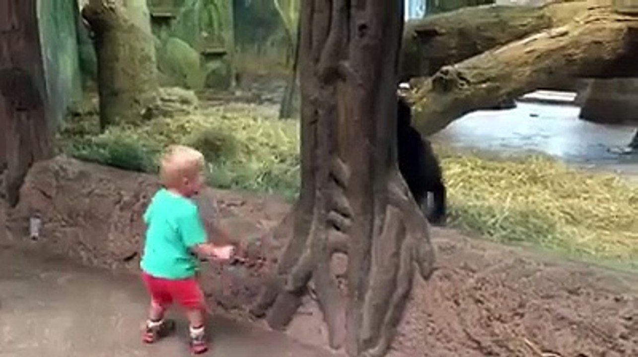 Facebook: Niño jugando a las escondidas con gorila es viral en Internet