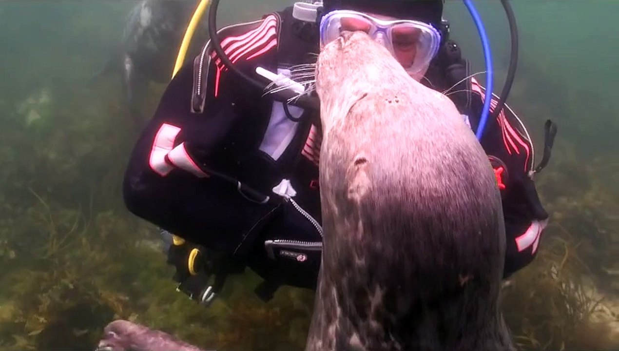 Diver unbelievable encounter with a friendly seals