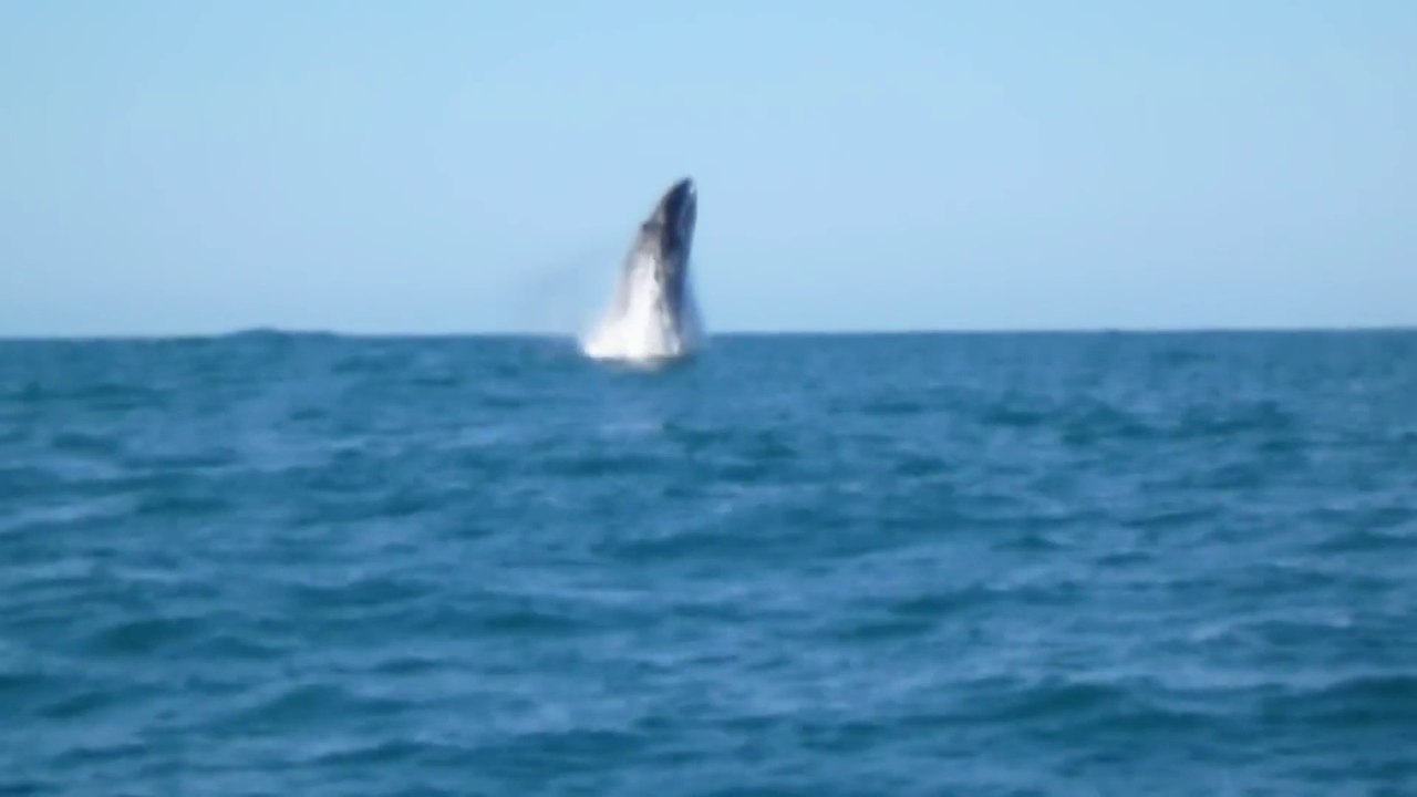 Rare footage of an Humpback Whale jumping out of water in France
