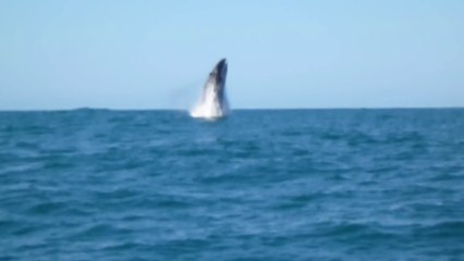 Rare footage of an Humpback Whale jumping out of water in France