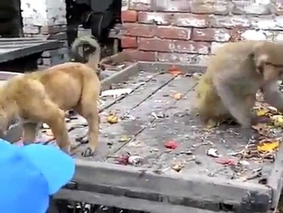 monke alwasy monkey