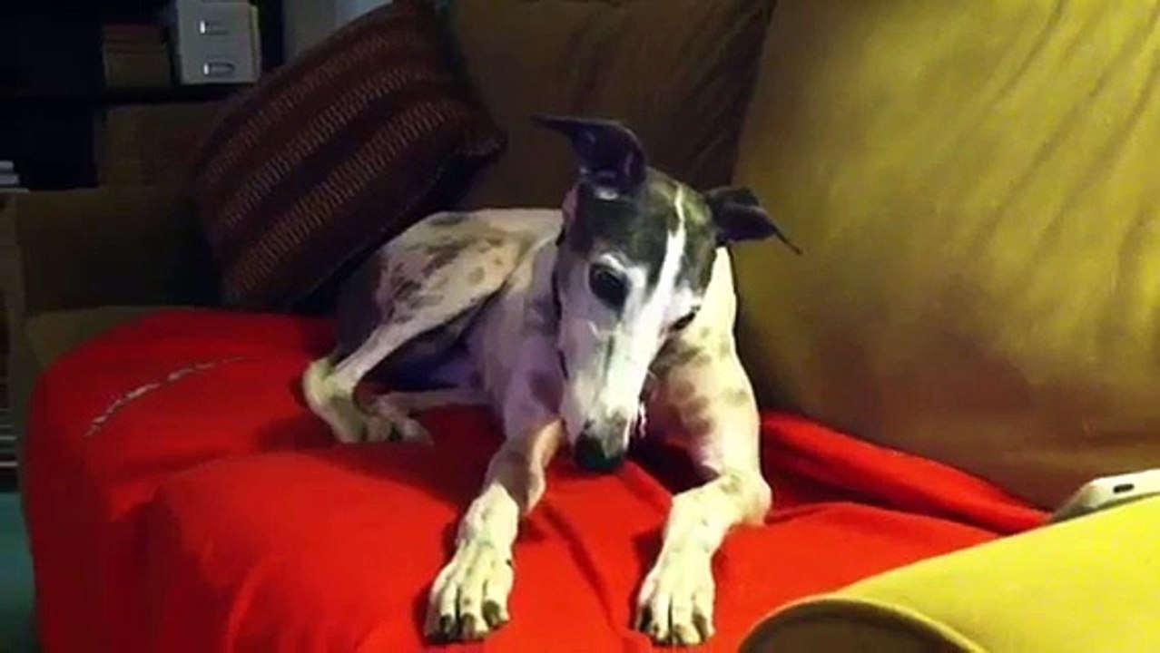 Bella the Greyhound is introduced to Mishka