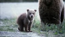 Un bébé ours fait un signe de la patte au caméraman... 