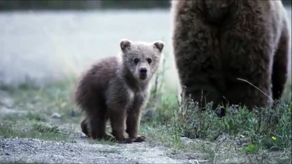 Un bébé ours fait un signe de la patte au caméraman... "Aller viens!!!!"