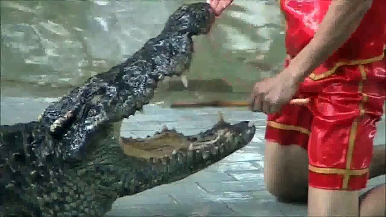 Man Puts Head in Crocodiles Mouth!
