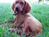 bruno the irish setter