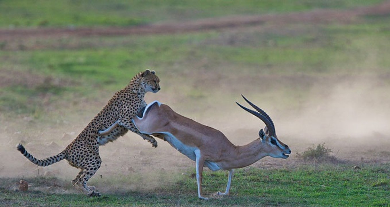 Cheetah VS Gazelle - Gazelle Wins! - video Dailymotion