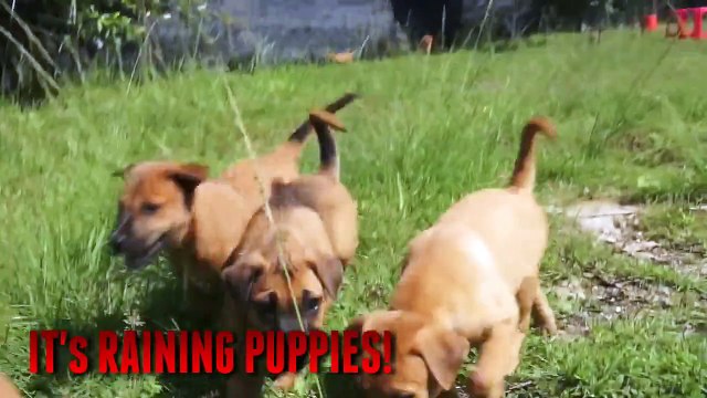 Puppies Galore! - This Will Make You Smile - Extremely Cute Homeless Puppies Looking For Adopters