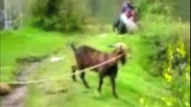 Goats Yelling Like Humans
