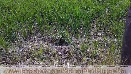 New Punjabi Video |Pakistan Villag  Chak 75 GB  Pind || انج  پال صفائی ہوندی اے پنجاب وچ