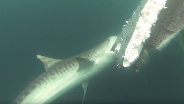 Des requins dévorent une carcasse de baleine morte